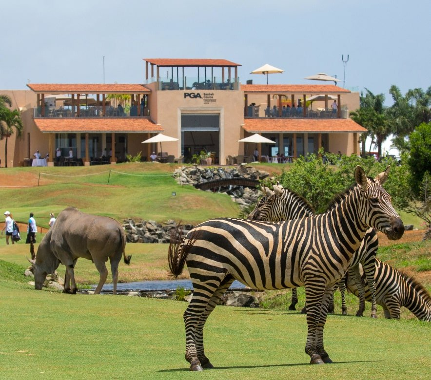 Zebras and wildlife on the course in front of the Vipingo Ridge clubhouse in Kenya