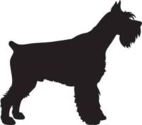 Vector dog silhouette of a Giant Schnauzer dog isolated on white